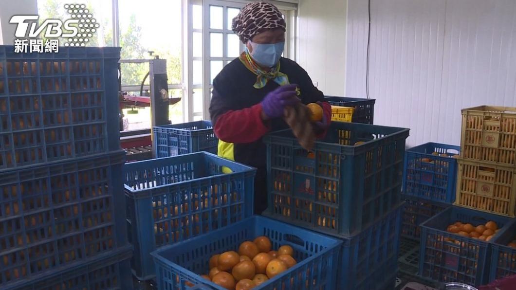 大陸今(3)日宣布即日起暫停台灣的柑橘類水果和冰鮮白帶魚、凍竹莢魚輸入大陸。貿協董事長黃志芳表示,貿協會持續推動分散市場,帶領台灣業者加強開拓清真市場,與東南亞國家合作。(示意圖/TVBS)
