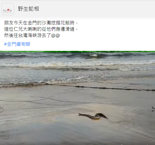 有民眾在金門海灘發現蟒蛇。（圖／翻攝自野生蛇相臉書）