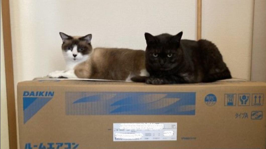 推特主家裡養了兩隻貓咪，而黑貓「Choco（チョコちゃん）」是這次故事的主角。（圖／翻攝自推特＠fujidconstruct1）