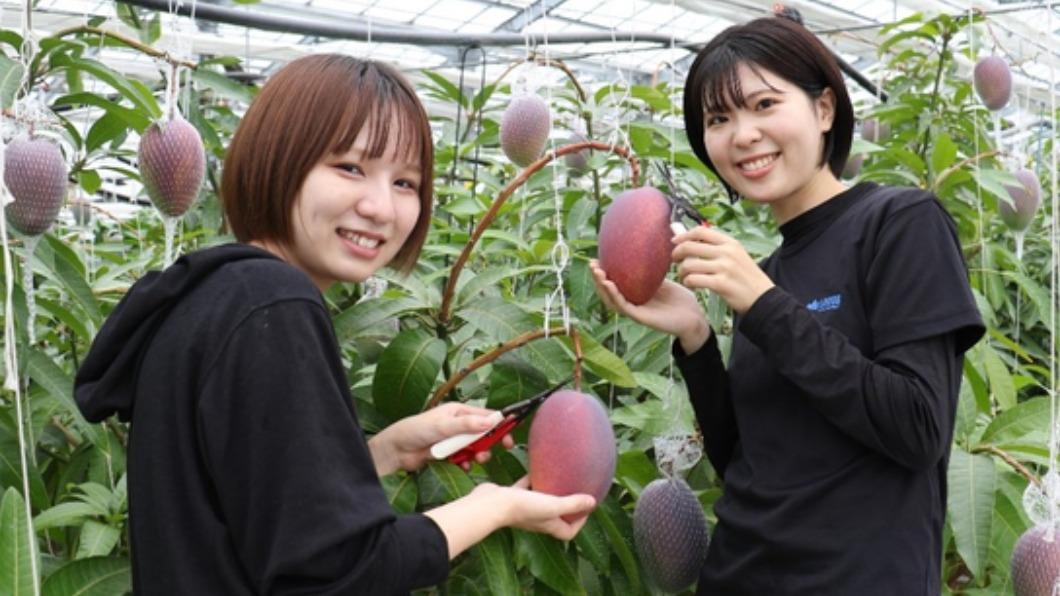 最便宜一顆900-1500元! 日本頂級芒果「愛紅」八月開賣