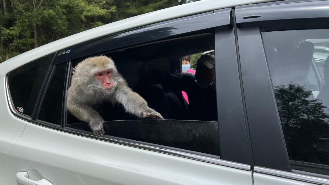 臺灣獼猴發現車窗沒關溜進車內。(圖/翻攝自玉山國家公園粉專)