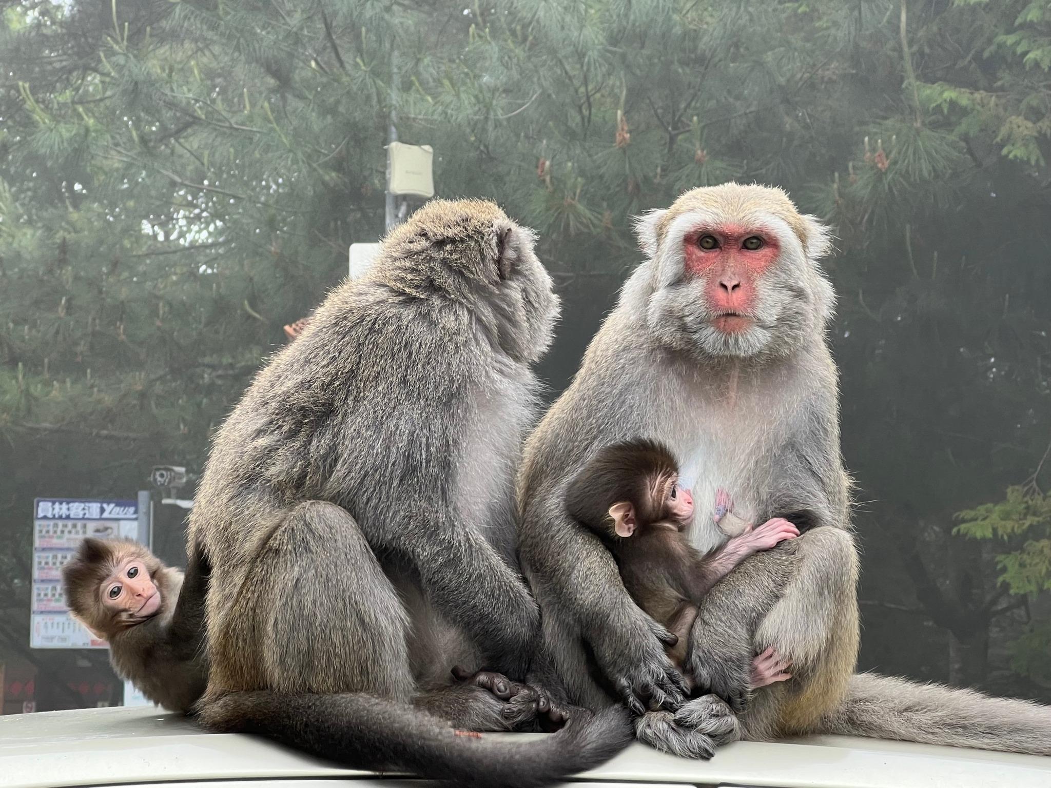 民眾千萬不可餵食臺灣獼猴。(圖/翻攝自玉山國家公園粉專)