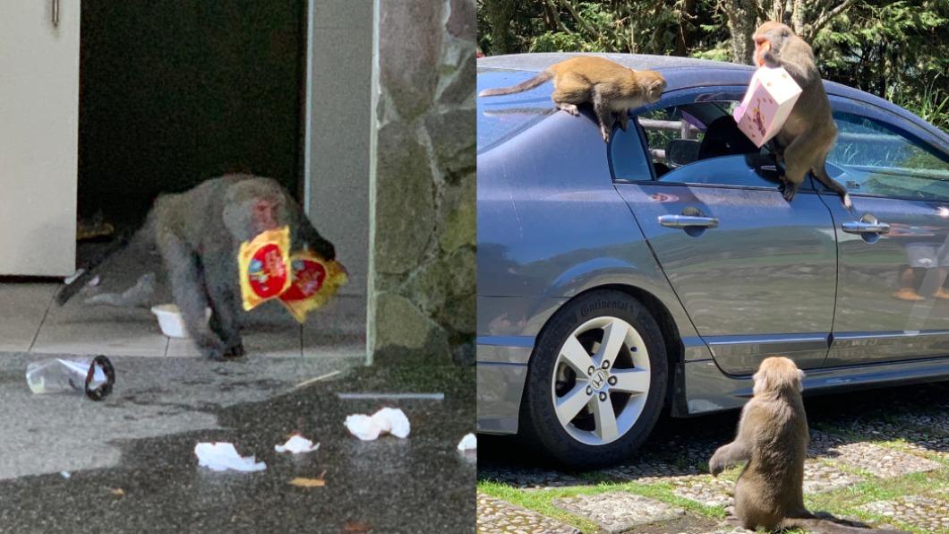 玉山塔塔加獼猴超兇！咬人、霸車又搶食　囂張畫面曝