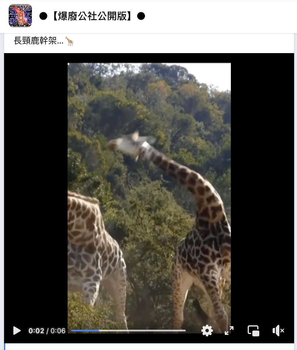 原PO在爆廢公社上分享長頸鹿打架影片。(圖/翻攝自臉書社團「爆廢公社」)