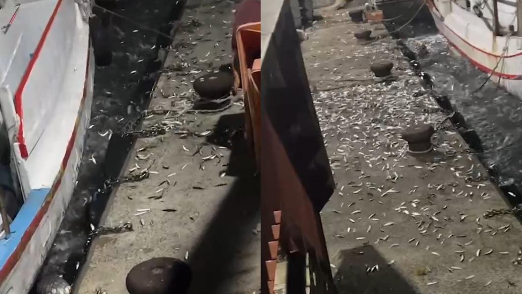 詭異畫面曝!基隆破萬隻小魚跳上漁港碼頭 疑2原因造成