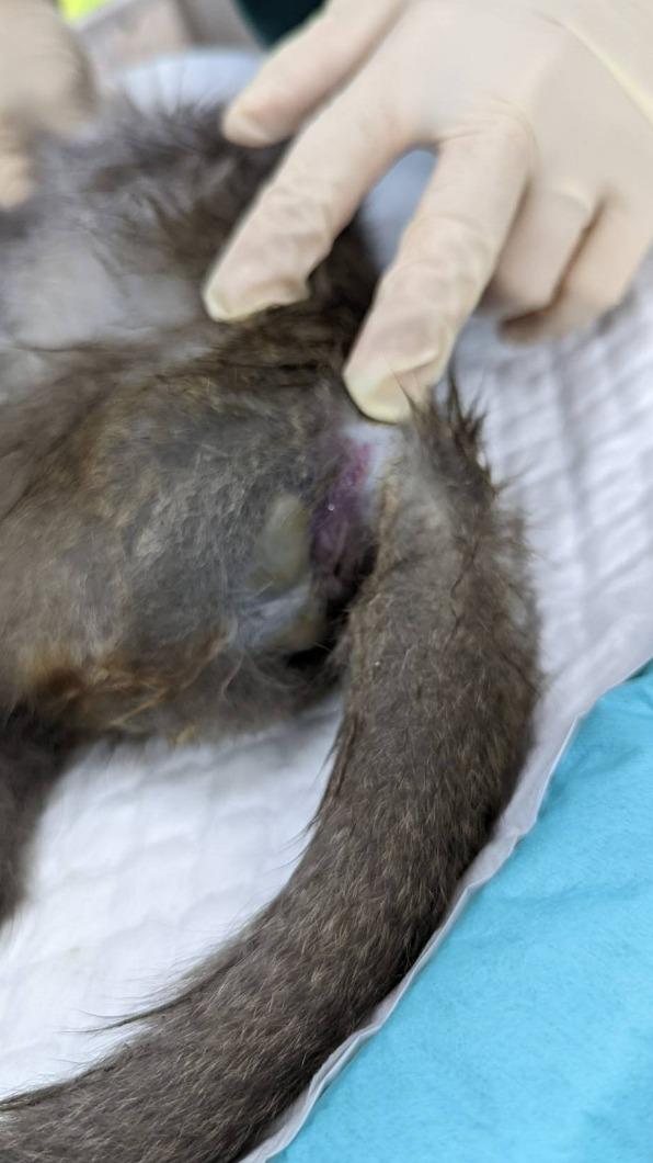猴子屍體皮下出血。(圖/民眾提供)