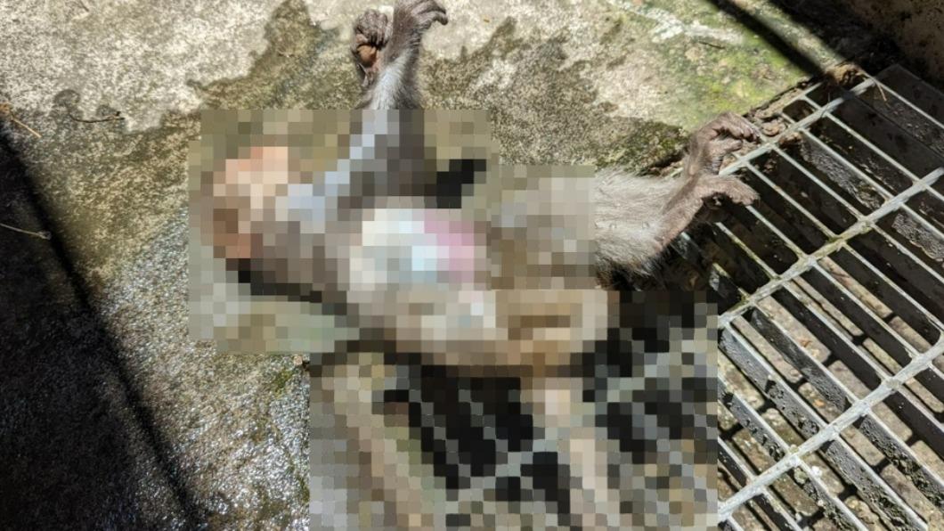3歲小猴屍體長蛆、螞蟻。(圖/民眾提供)