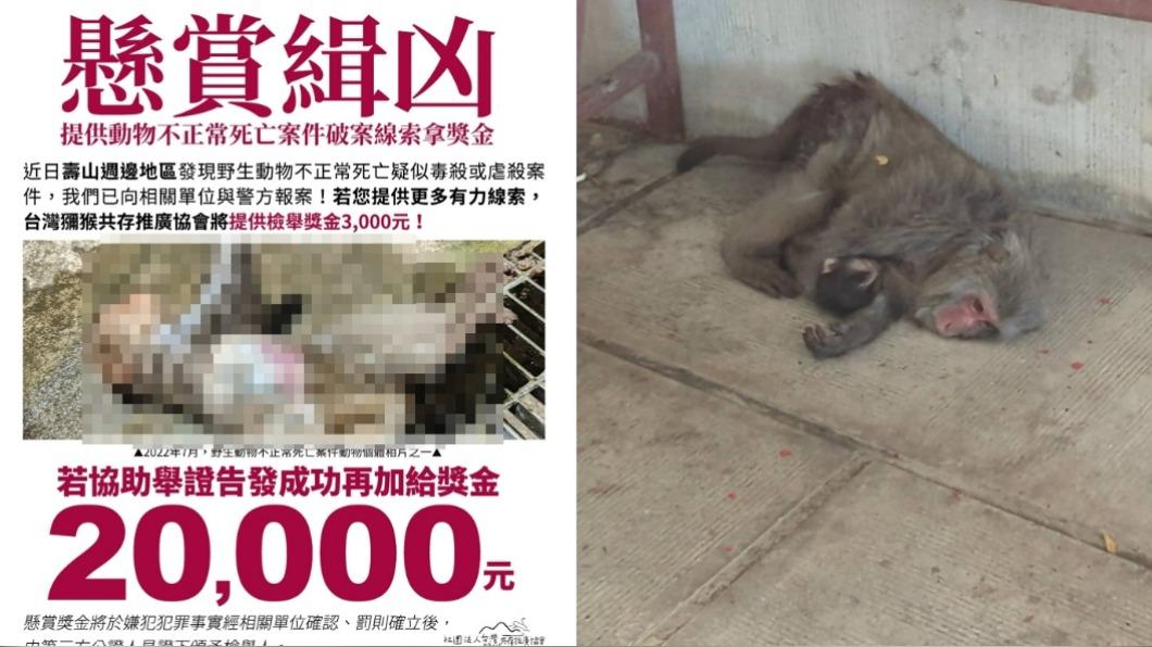壽山再傳毒猴案!小猴屍斑發紫長蛆 動保團體祭2萬緝凶