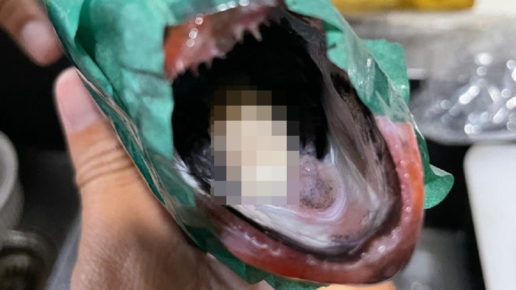 驚！魚嘴裡藏有肥美大白蟲　男一看嚇傻：這是異形？