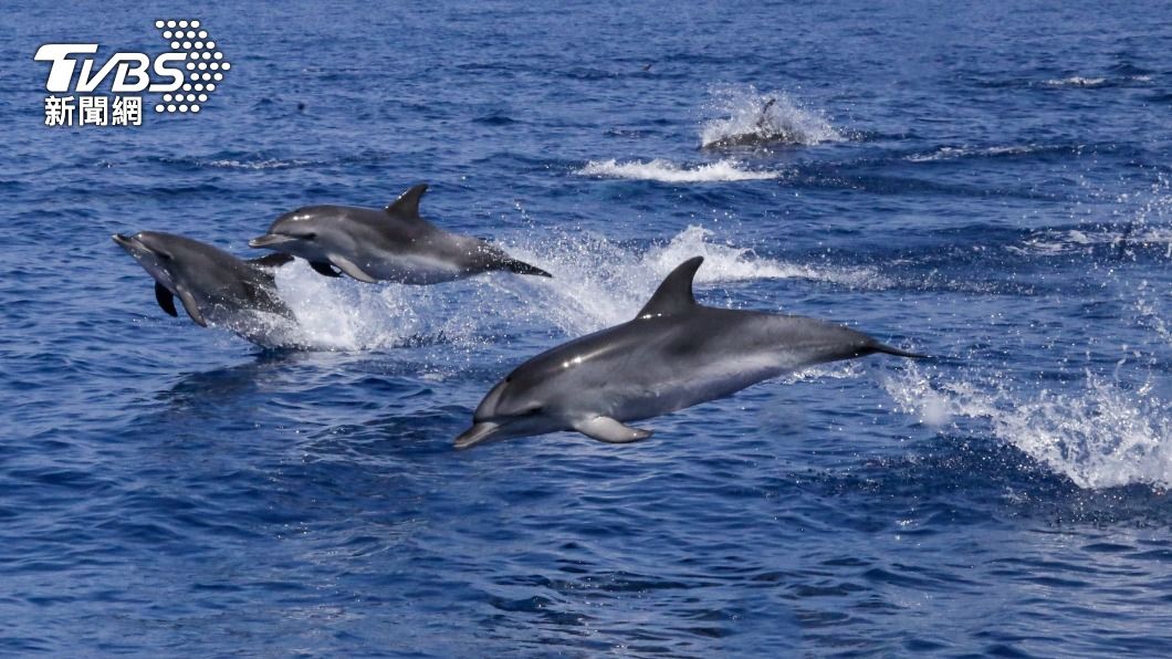 壓力太大？「咬人海豚」現蹤日本海水浴場　多名泳客負傷
