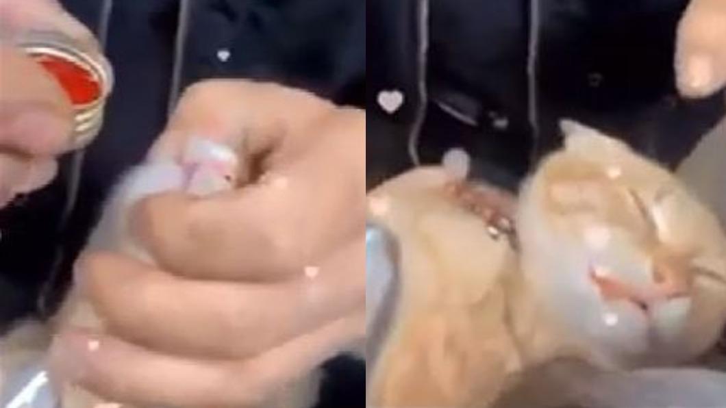 遭控強灌貓咪藥酒還錄影Po網!汐止男女遭法辦 檢不起訴