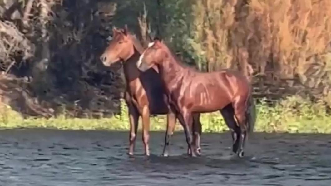 美國河邊驚見「野馬水上漂」　影片真相曝光了