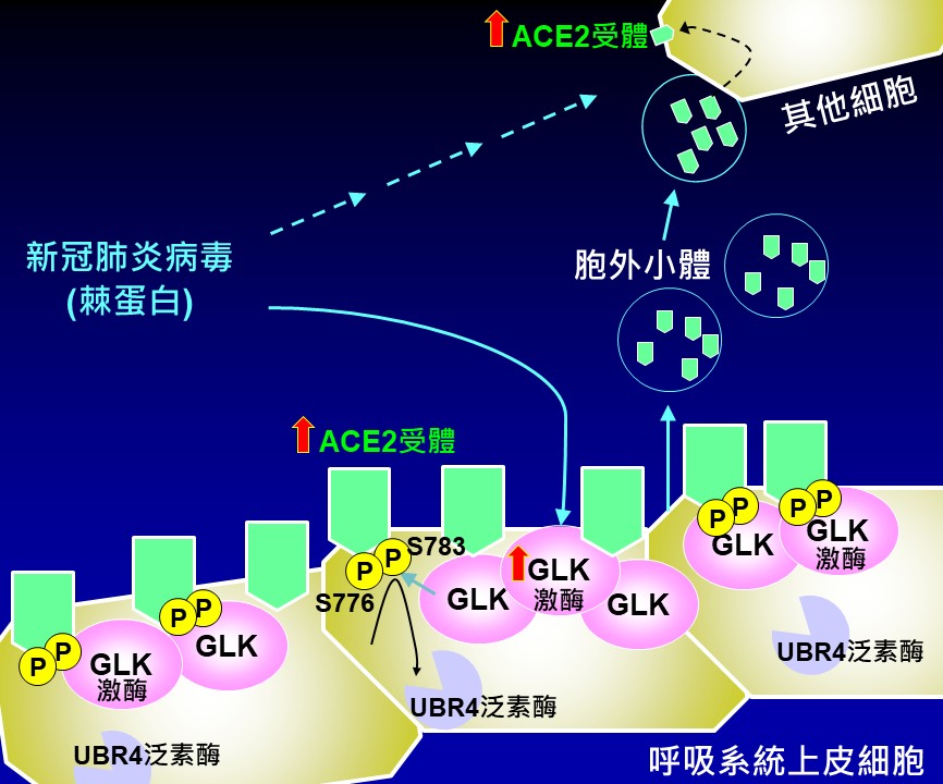 國家衛生研究院發現新冠病毒調控細胞快速感染的新機制。（圖／國衛院願提供）
