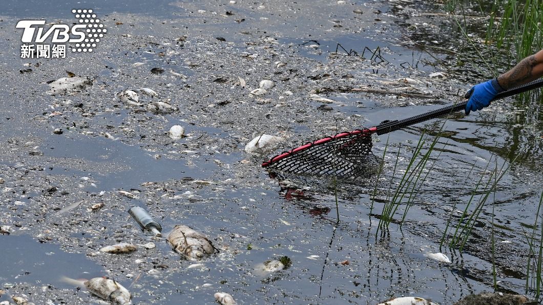 奧德河出現大量死魚。(圖/達志影像美聯社)