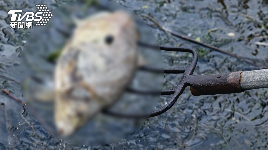 科學家表示,歐洲熱浪也可能是造成魚大量死亡的原因。(圖/達志影像美聯社)