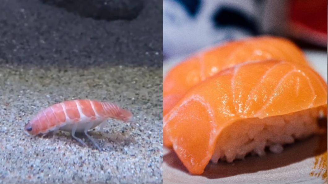 北海道發現「行走的鮭魚壽司」!網流口水:想夾起來沾醬