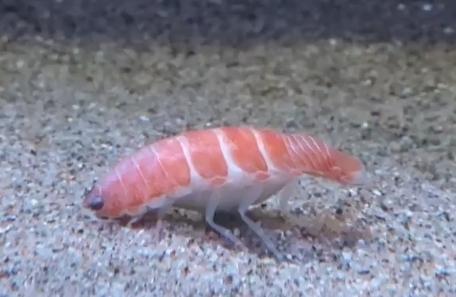 北海道的罕見海洋生物暴紅-1。(圖/翻攝自推特@aquamarinestaff)
