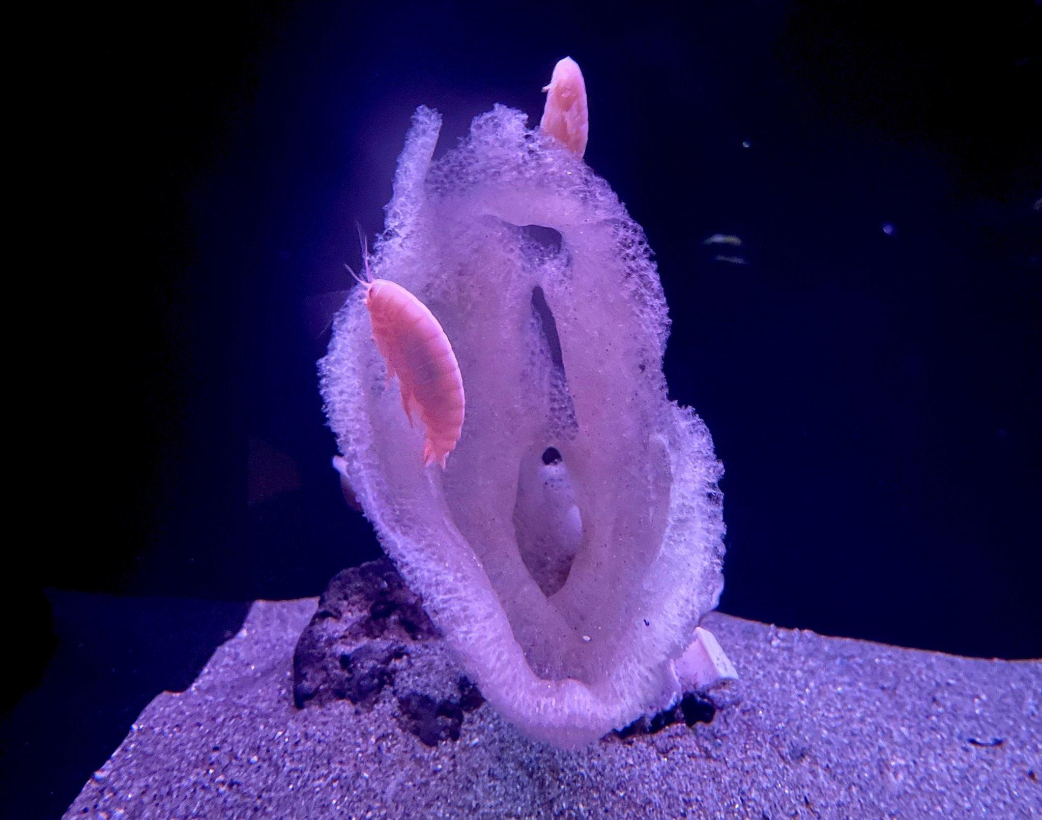 北海道的罕見海洋生物暴紅-2。(圖/翻攝自推特@aquamarinestaff)
