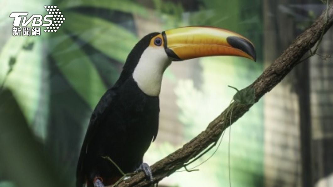北市動物園大巨嘴鳥成功繁殖 寶寶開眼將練飛