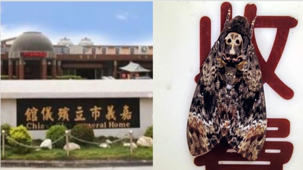 毛毛的…殯儀館連3天出現「鬼臉天蛾」　民眾：雞皮疙瘩