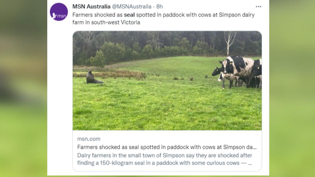海豹與乳牛一同現蹤草地。(圖/翻攝自推特@MSNAustralia)