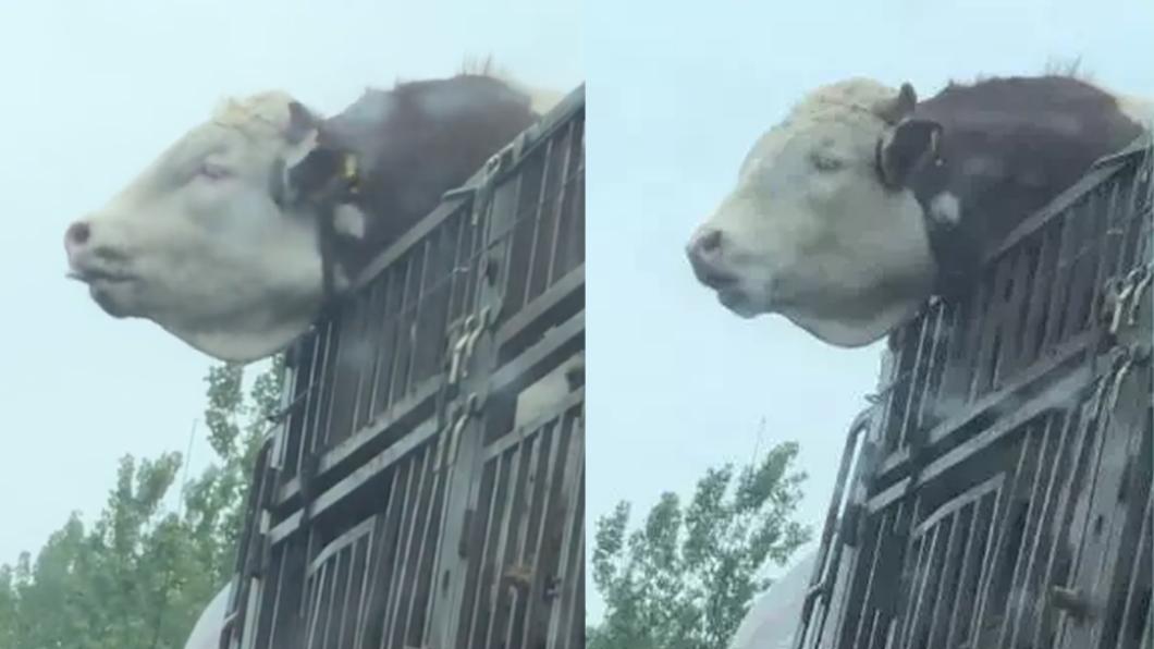 牛牛暈車?探頭「忍住不吐」畫面瘋傳 網笑:好有素質