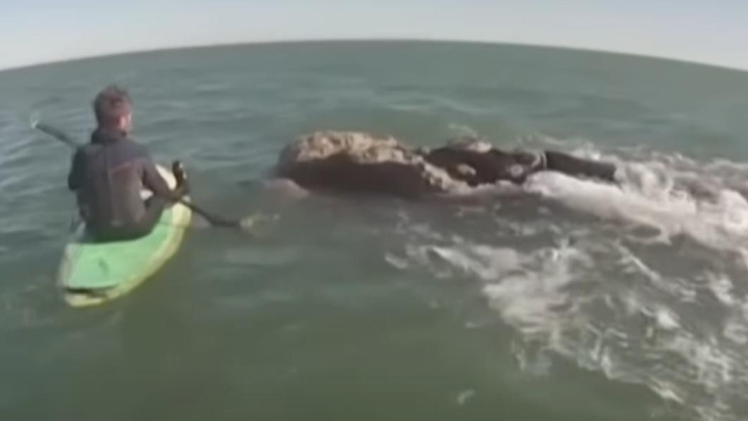 海洋生物專家呼籲民眾,在遇見海洋哺乳類生物時還是要盡量「保持距離」。(圖/翻攝自CNN)
