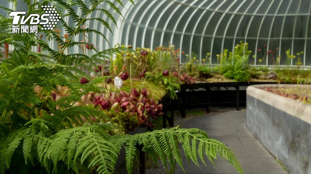 常看到植物或是楓葉也是發財象徵。（示意圖／shutterstock 達志影像）
