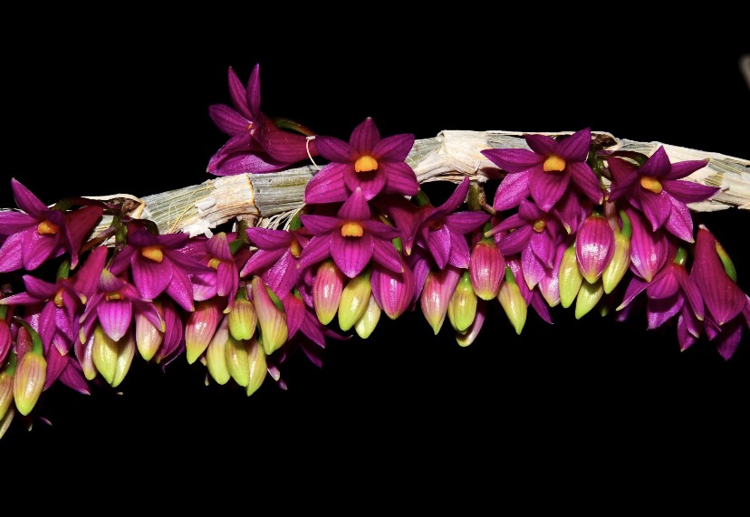 紅花石斛於2007年在東京蘭展贏得冠軍後，在蘭嶼山林幾乎不見蹤影，是本次蘭花復育計畫的重點復育品種。（圖／台電提供）