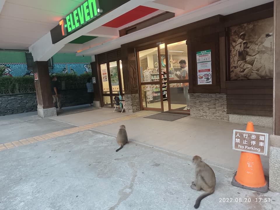 超商外頭就有2隻猴子虎視眈眈伺機而動。(圖/翻攝自爆怨公社)