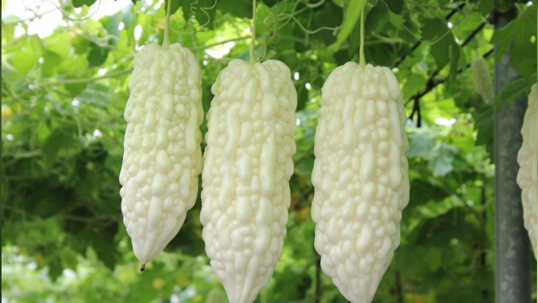 「蔬菜系」主要執行重要蔬菜品種改良及栽培技術改進。(圖/翻攝自農委會官網)