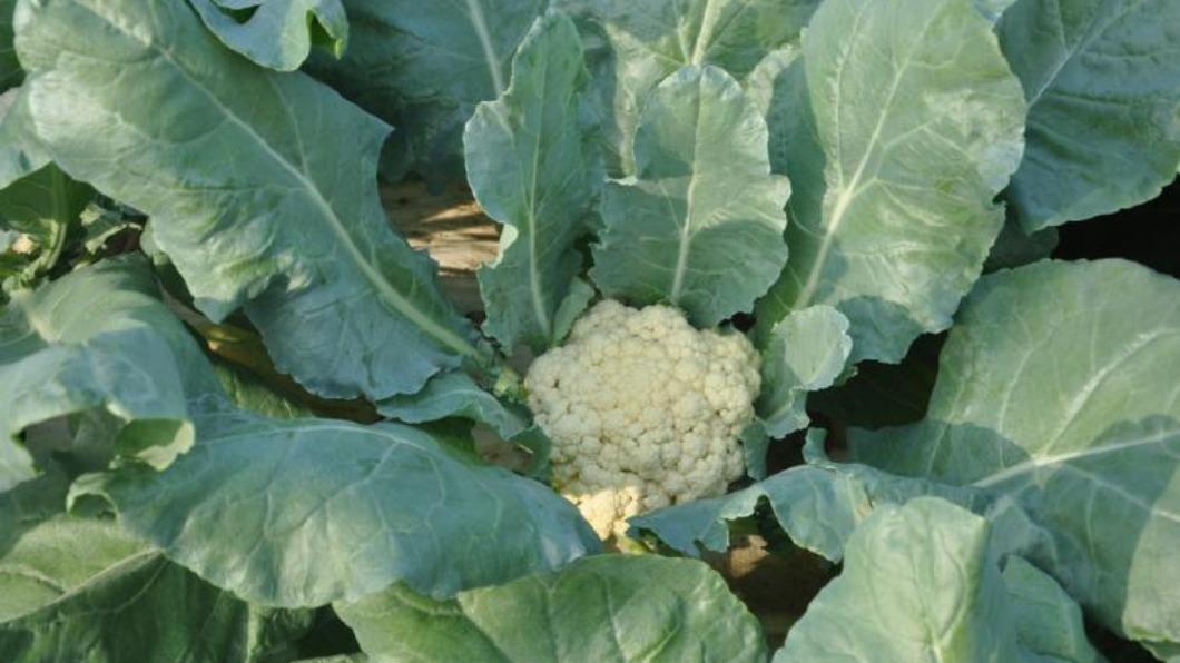 農委會徵才!蔬菜系「碩士畢」月薪29k 網傻:政府帶頭低薪