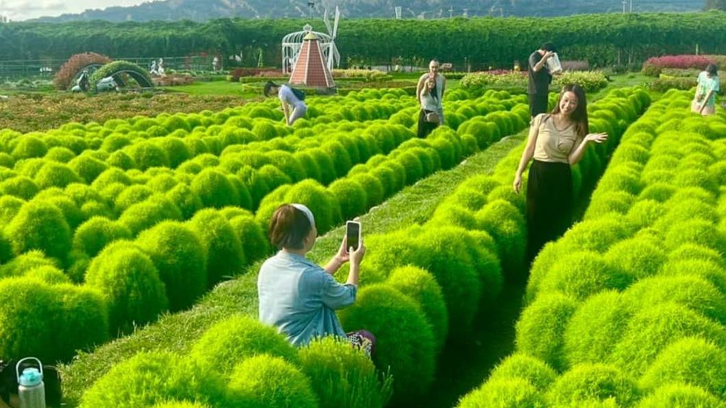 怎麼拍都好看!台中「波波草」Q翻 這縣市居民門票半價
