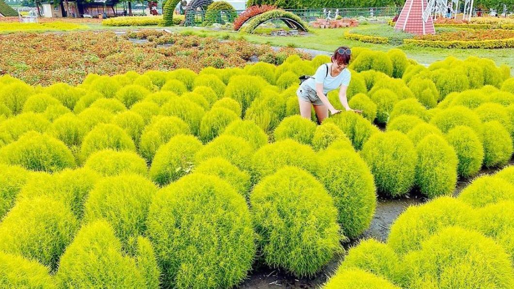 中社觀光花市今年首度種植「波波草」。(圖/翻攝自@misschachadiary IG)