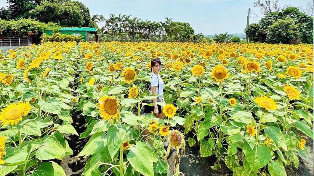 除了綠油油的波波草,園區內也可以欣賞金黃閃亮的向日葵花海。(圖/翻攝自@misschachadiary IG)