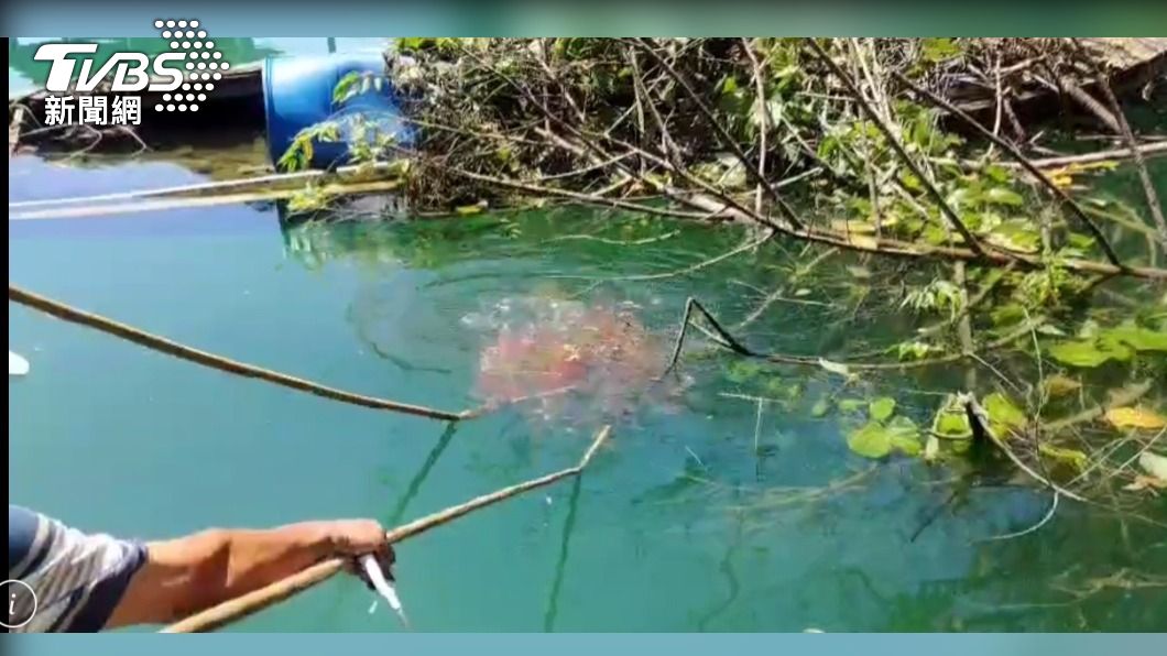 攻防第一戰 日月潭870尾魚虎被「電起來」