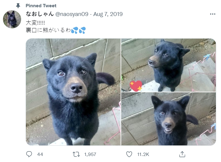 那歐2019年的樣子。（圖／翻攝自@naosyan09 推特）