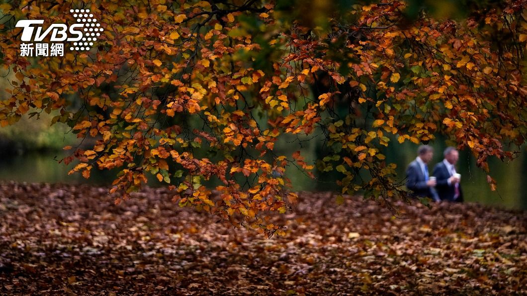 英國「假秋天」到來!樹木被熱浪搞糊塗 提早轉紅、落葉