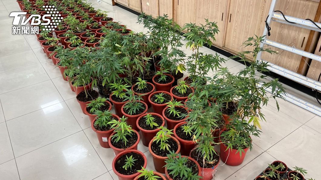 桃園民宅藏大麻工廠 毒鴛鴦「種超過300株」辯自己用
