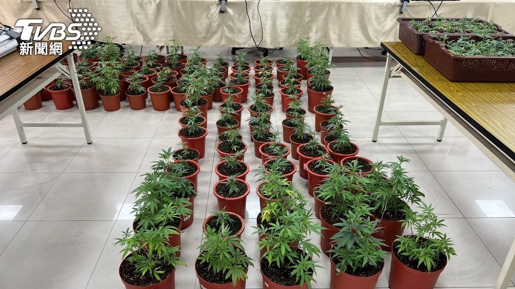 毒鴛鴦宣稱這些大麻是自用。(圖/TVBS)