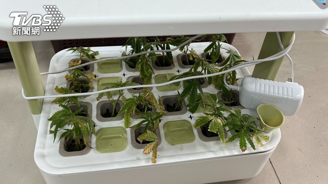 毒鴛鴦躲住家種植大麻。(圖/TVBS)
