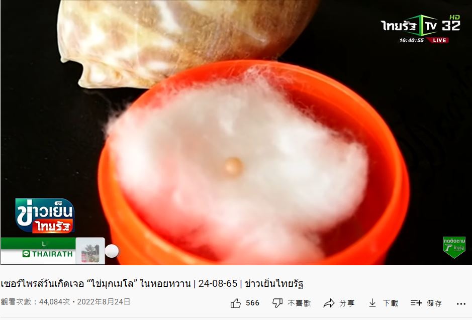小小1顆,初估要85萬元。(圖/翻攝自《Thairath Online》YouTube)
