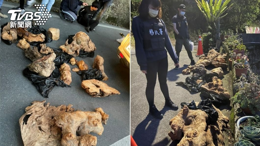 越配盜伐168公斤珍貴紅檜 警蒐證8個月搗破山老鼠