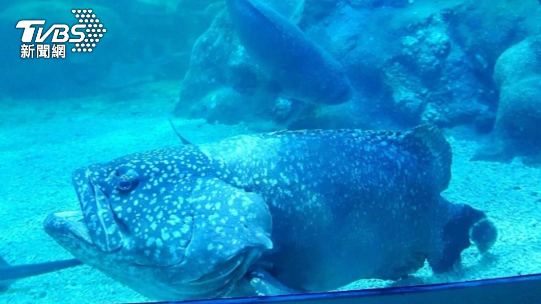 澎湖水族館龍膽石斑「平頭」走完一生 長眠大海