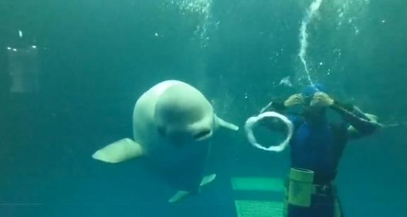 圖/翻攝自推特島根県立しまね海洋館アクアス