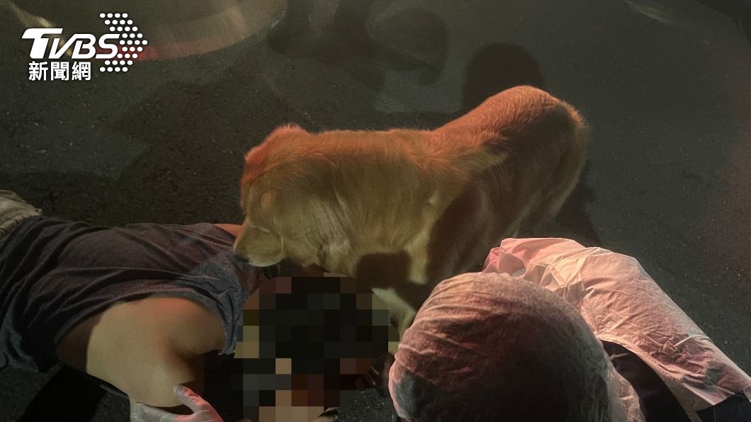 喝太多!主人醉倒路邊 忠犬全程守護超窩心