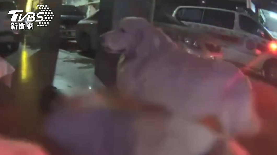 黃金獵犬似乎十分擔心主人。(圖/警方提供)