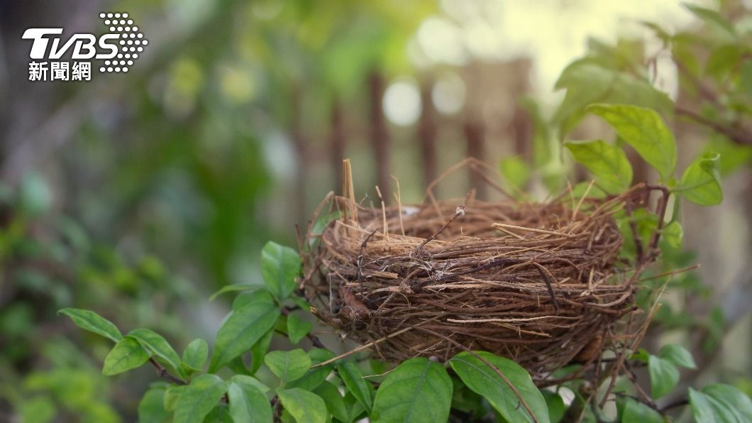 防止鳥類於房外棲息築巢，應盡速清除鳥巢。（示意圖／shutterstock達志影像）