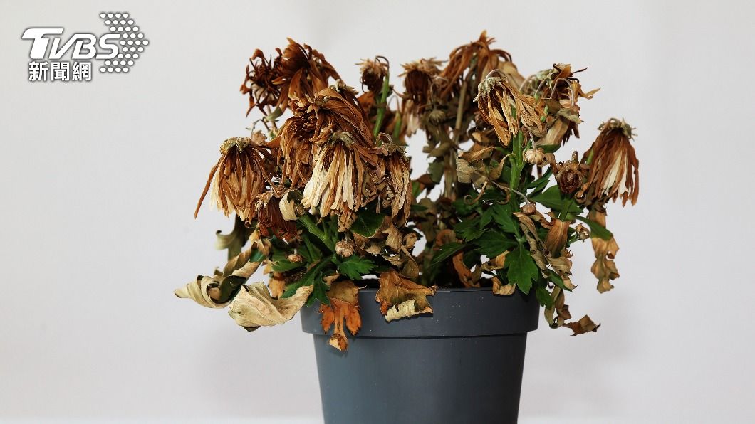 枯萎的植物有衰敗之象。(示意圖/shutterstock 達志影像)