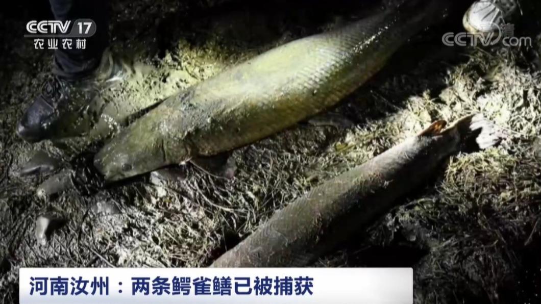 驚擾居民多時的鱷雀鱔,專家研判是被人惡意棄養。(圖/翻攝自央視網)